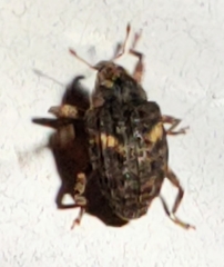 Eubulus bisignatus