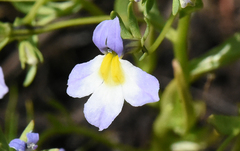 Porterella carnosula