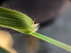 Bromus tectorum