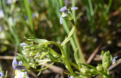 Porterella carnosula