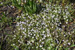 Porterella carnosula