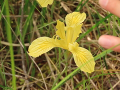 Iris innominata