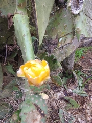 Opuntia ficus-indica
