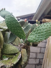 Opuntia ficus-indica