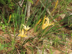Iris innominata