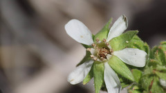 Horkelia clevelandii