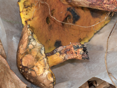 Suillellus hypocarycinus