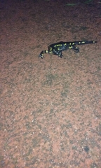 Salamandra salamandra gallaica