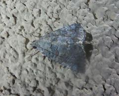 Eubolina impartialis