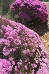 Verticordia monadelpha