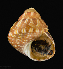 Cratidentium tiberianum