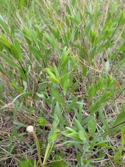 Symphyotrichum sericeum