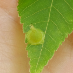 Phylloxera caryaefallax