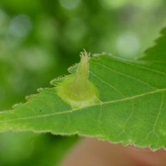 Phylloxera caryaefallax