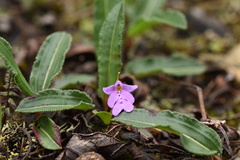 Hemipilia gracilis