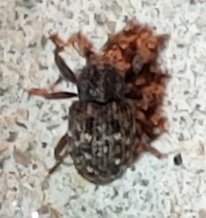 Apteromechus ferratus