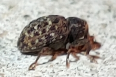 Apteromechus ferratus