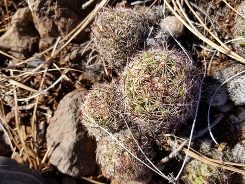 Pelecyphora vivipara