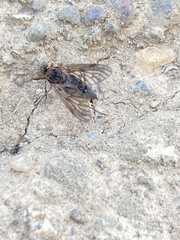 Chrysopilus velutinus