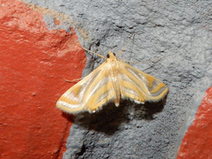 Eoophyla gibbosalis