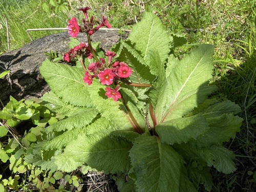 Primula japonica