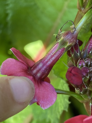 Primula japonica