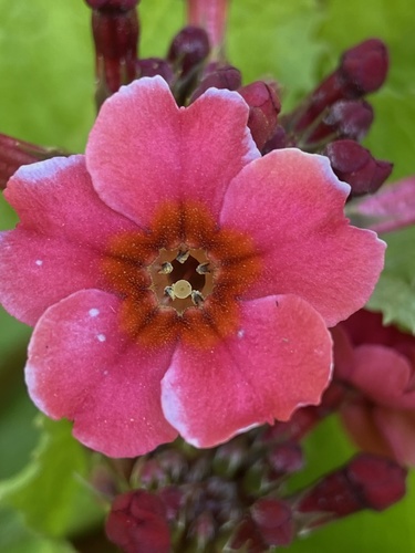 Primula japonica