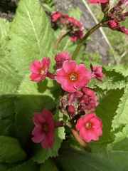 Primula japonica