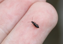 Lesteva longoelytrata