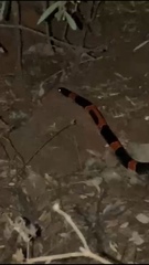 Rhinocheilus antonii