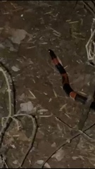 Rhinocheilus antonii