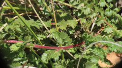 Horkelia clevelandii