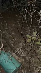 Rhinocheilus antonii