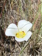 Calochortus nuttallii