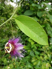 Passiflora serratifolia