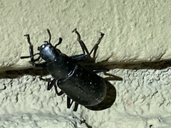 Xylopinus saperdoides