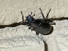Xylopinus saperdoides