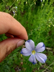 Linum perenne