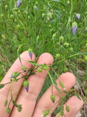 Linum perenne