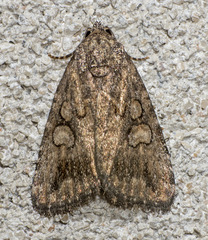 Diastema chuza