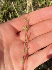 Coprosma elatirioides