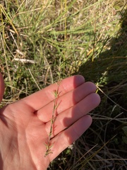 Coprosma elatirioides
