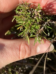 Coprosma elatirioides