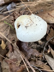 Amanita bisporigera