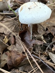 Amanita bisporigera