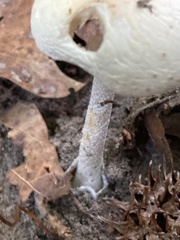Amanita bisporigera