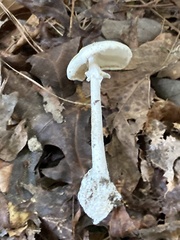 Amanita bisporigera