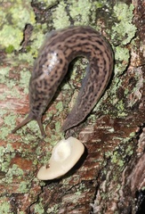 Limax maximus