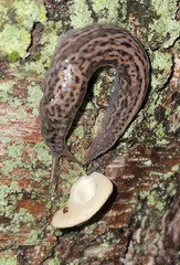 Limax maximus
