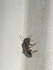 Priocera castanea